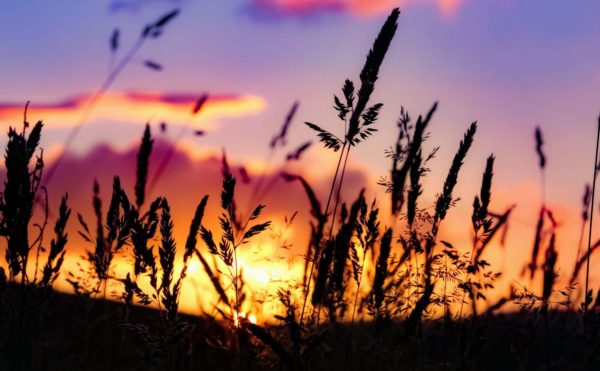 A field with tall grass and the sun setting.