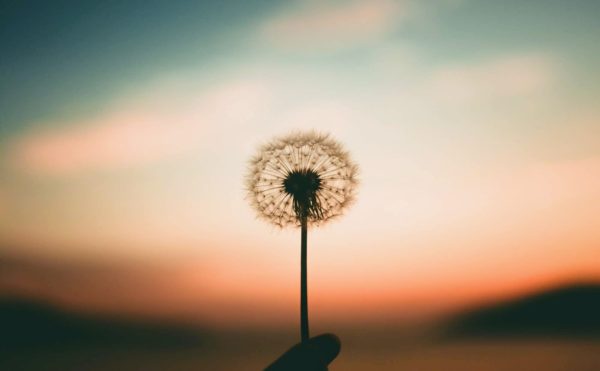 A dandelion is shown in front of the setting sun.
